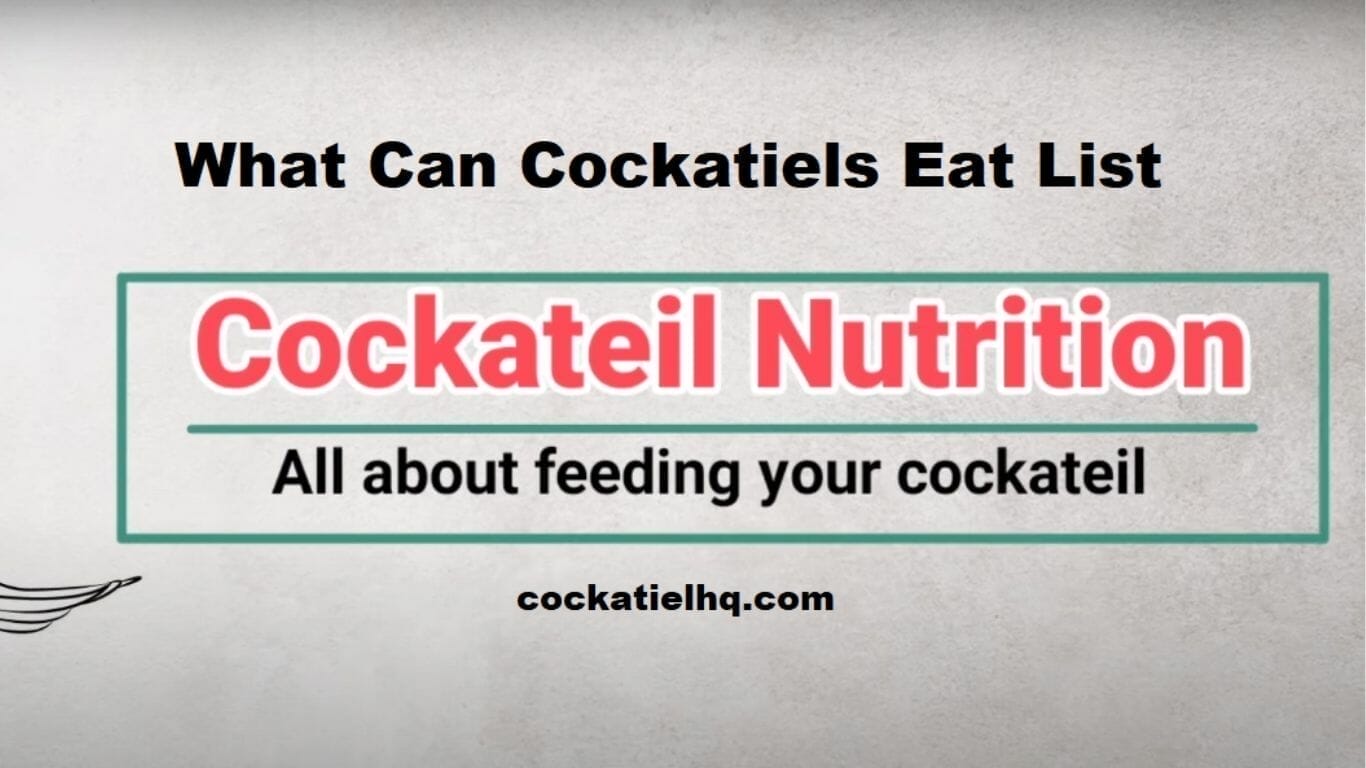 What Can Cockatiels Eat List