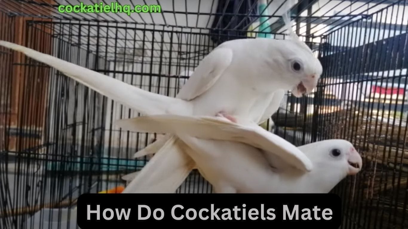 How Do Cockatiels Mate