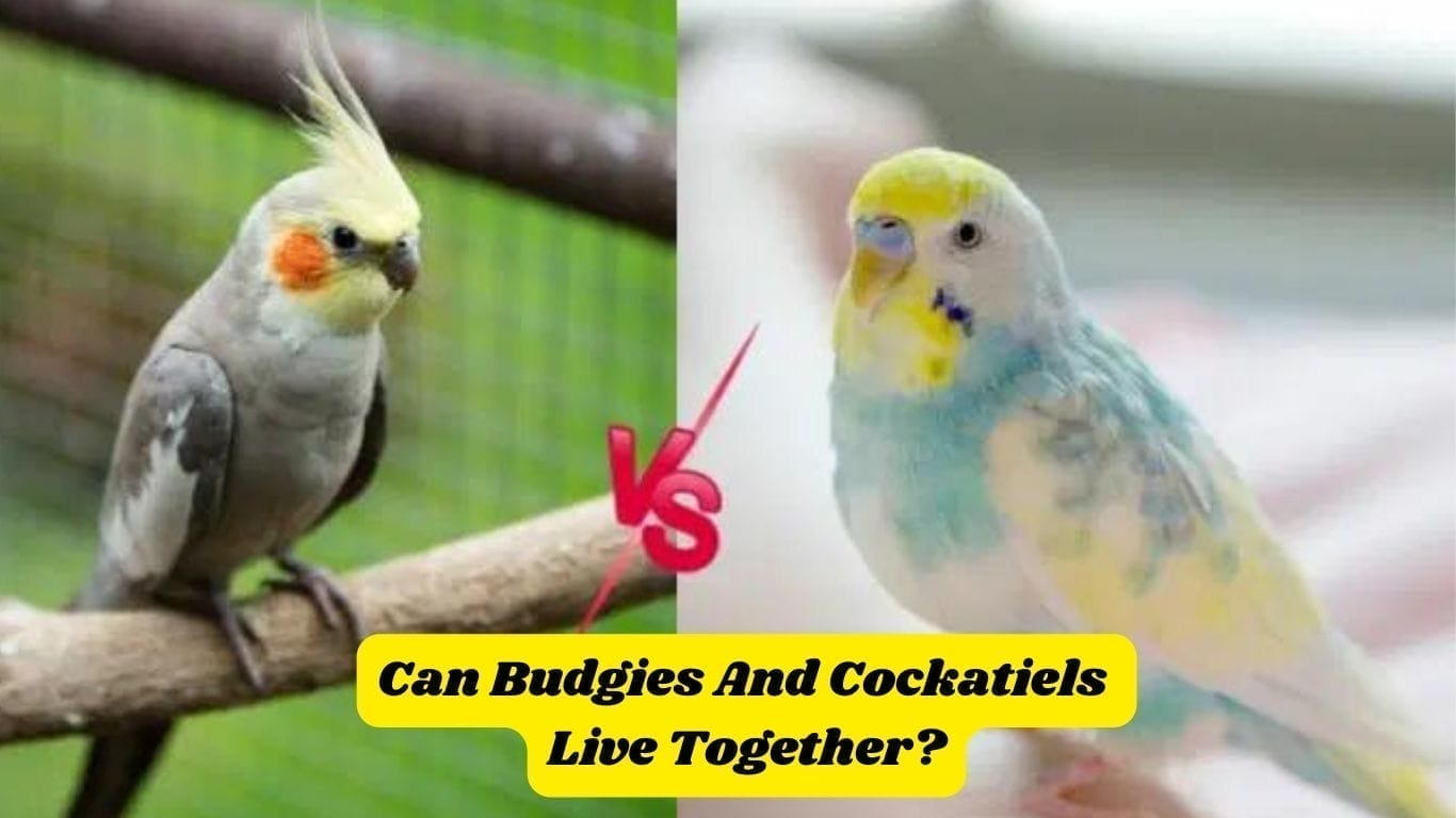 Can Budgies And Cockatiels Live Together