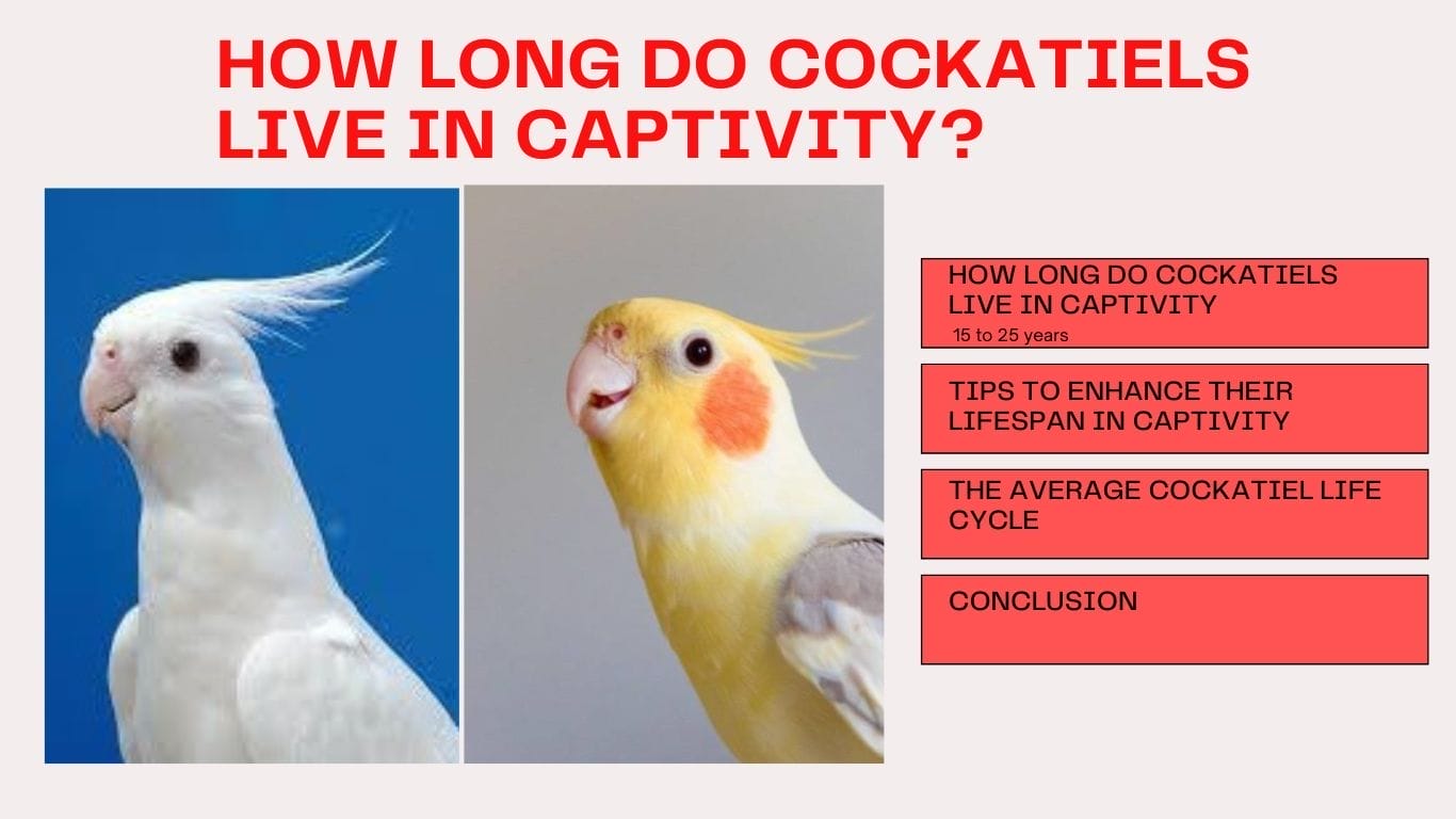 How Long Do Cockatiels Live In Captivity