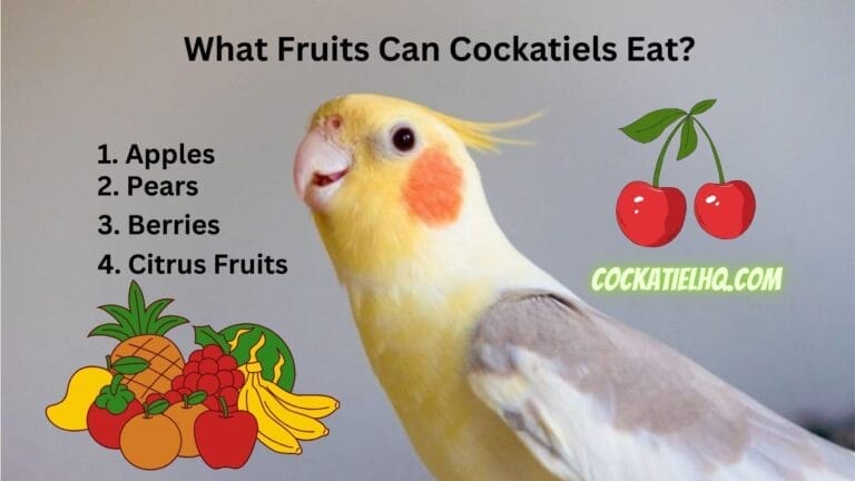 Interesting Facts About What Fruits Cockatiels Can Eat!