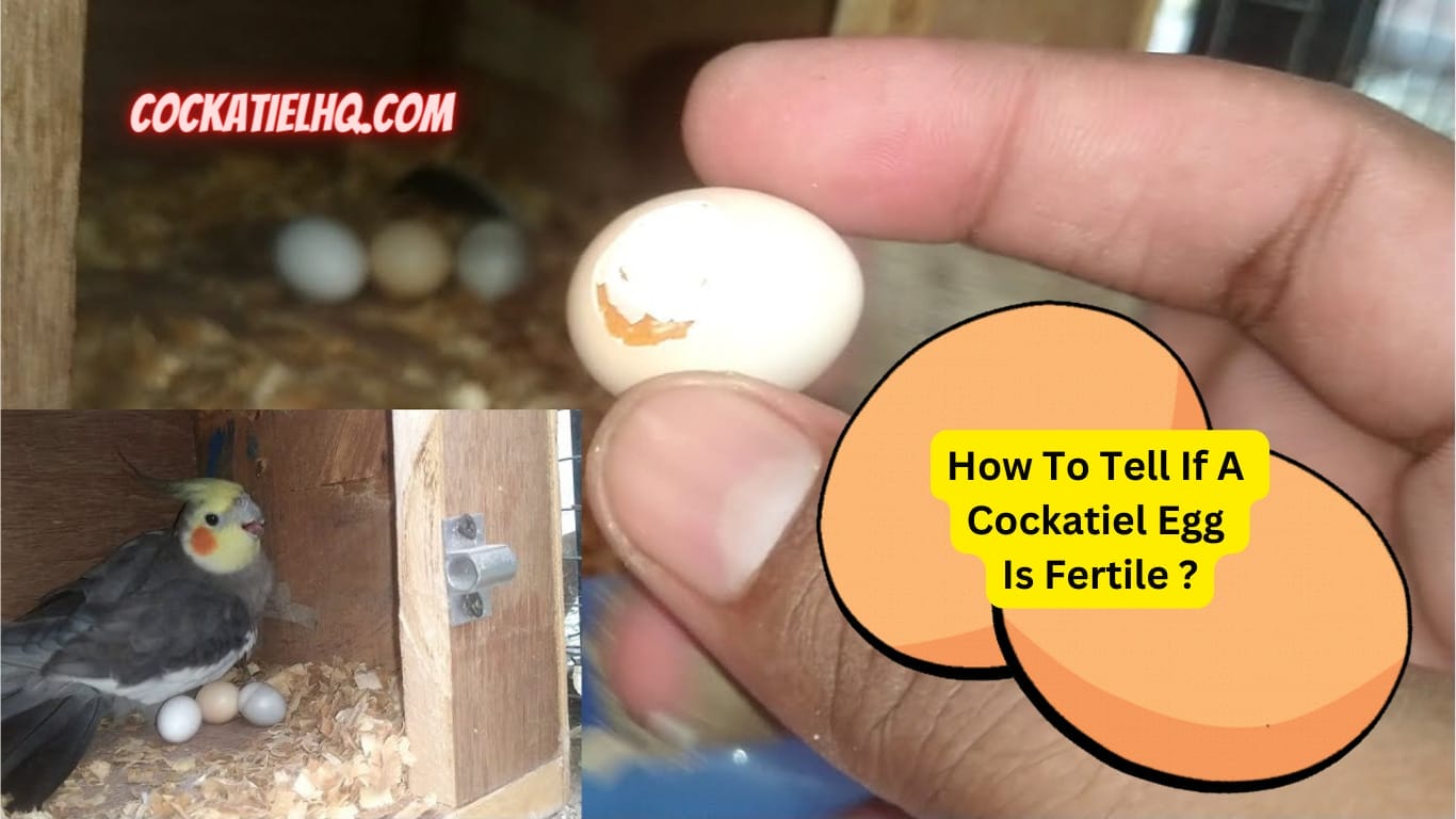 How To Tell If A Cockatiel Egg Is Fertile