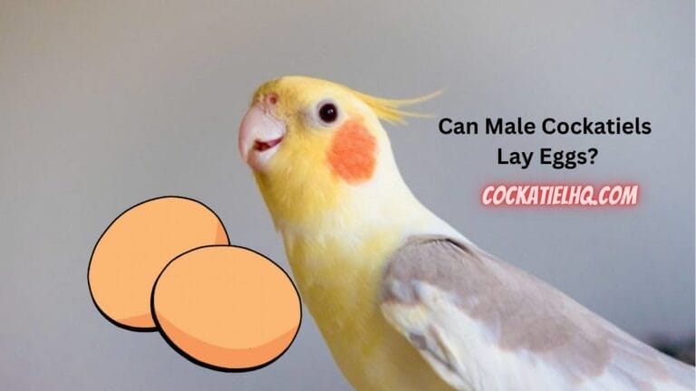 Can Male Cockatiels Lay Eggs