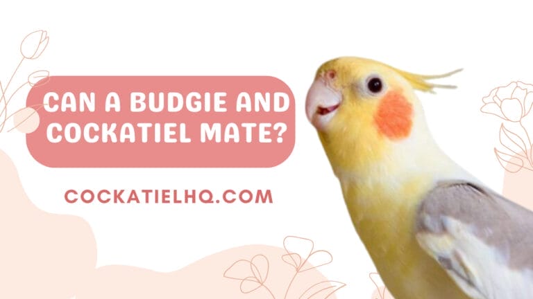 Can a Budgie and Cockatiel Mate? Unraveling the Fascinating Truths