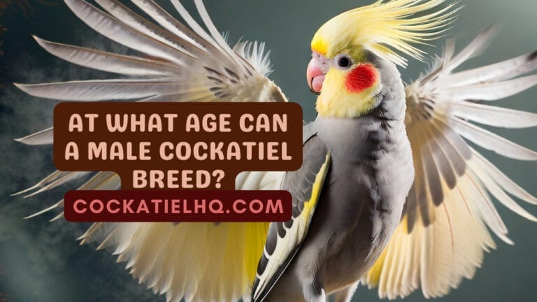 At What Age Can a Male Cockatiel Breed: A Comprehensive Guide