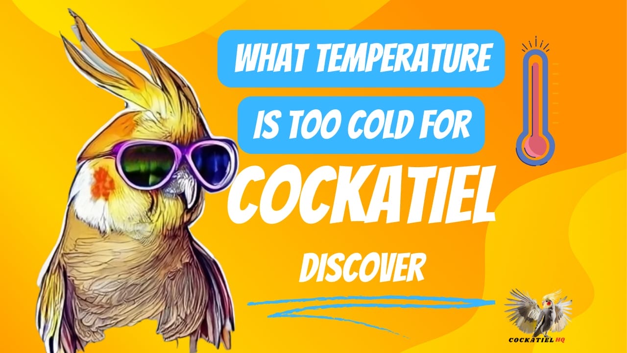 what temperature is too cold for cockatiels