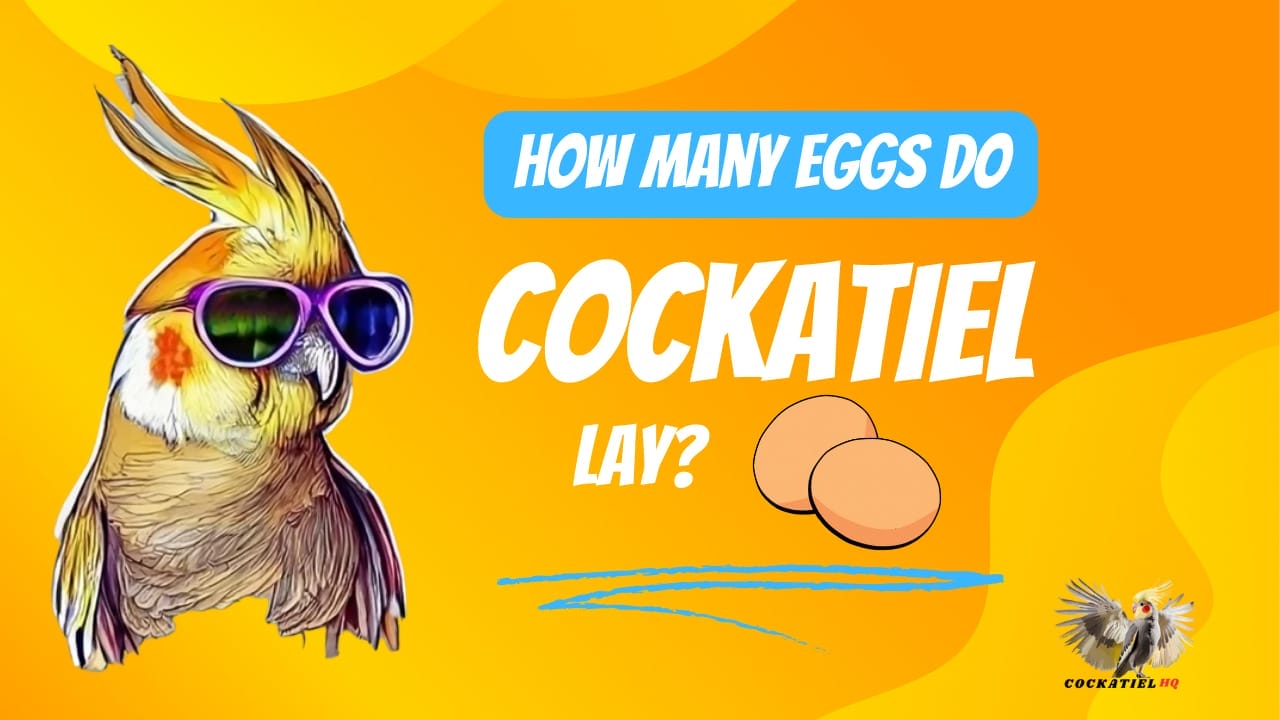 how many eggs do cockatiels lay