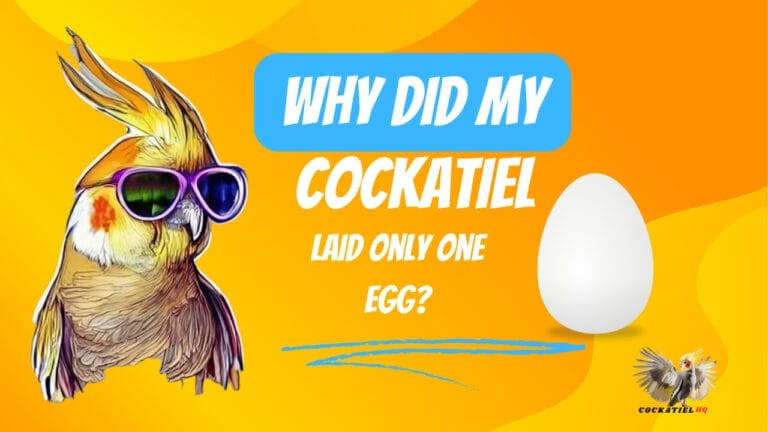 Why Did My Cockatiel Laid Only One Egg: An Expert’s Insightfully Explanation