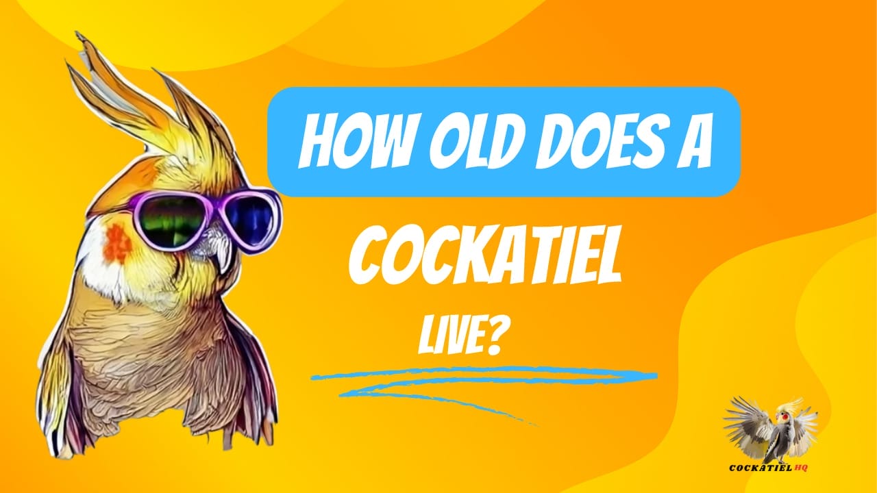 How Old Does a Cockatiel Live