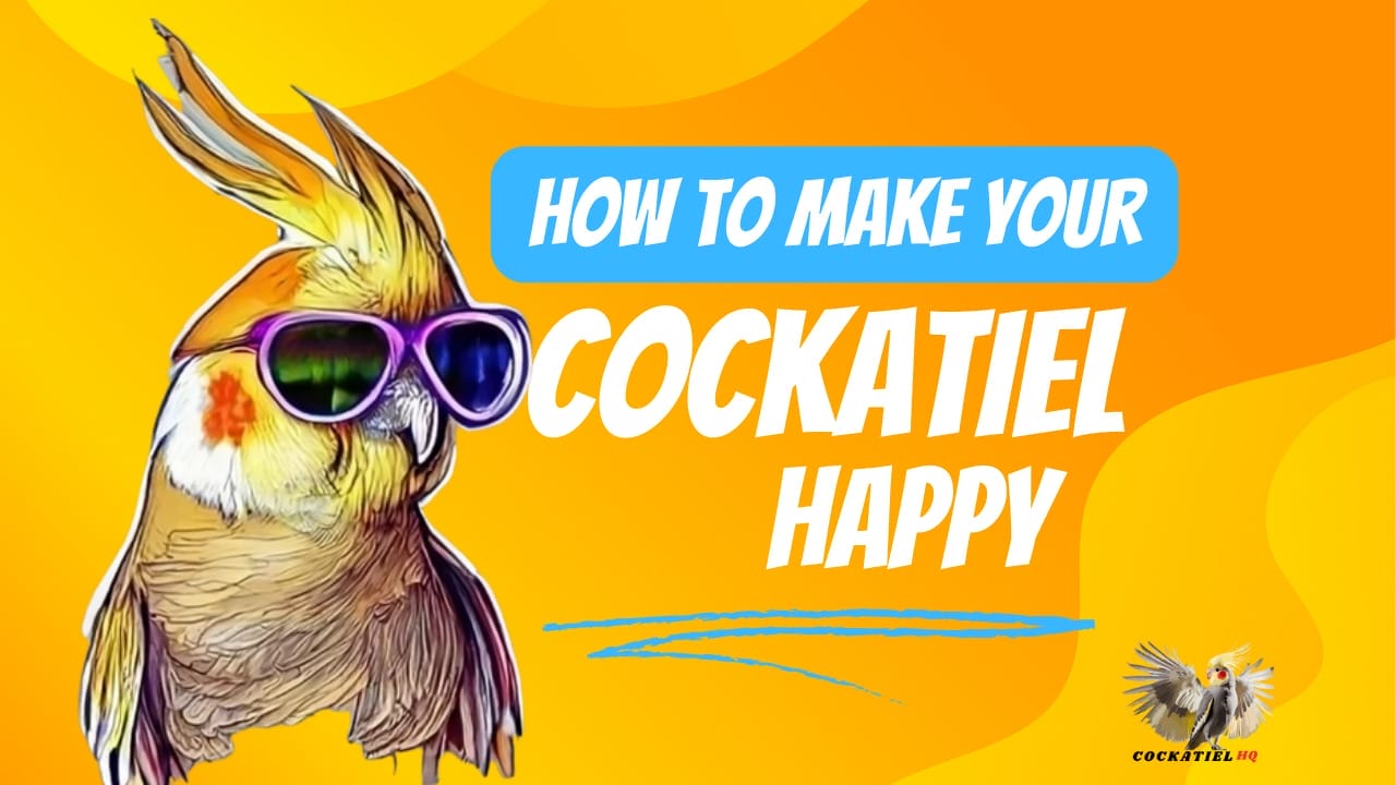 how to make cockatiel happy