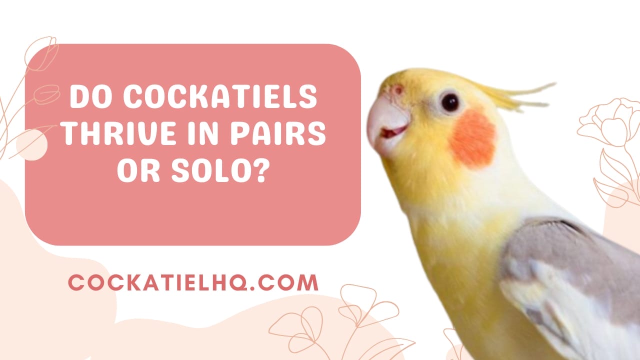 Do Cockatiels Need to Be in Pairs