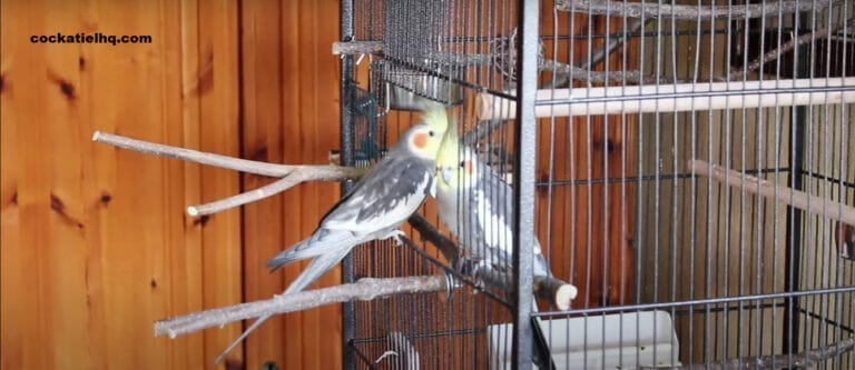 Can 2 Female Cockatiels Be In The Same Cage? Breaking the Pet Owner Norms