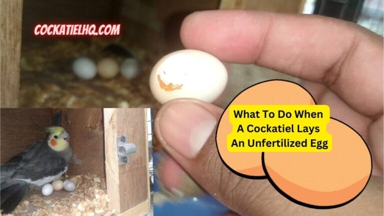 What To Do When A Cockatiel Lays An Unfertilized Egg
