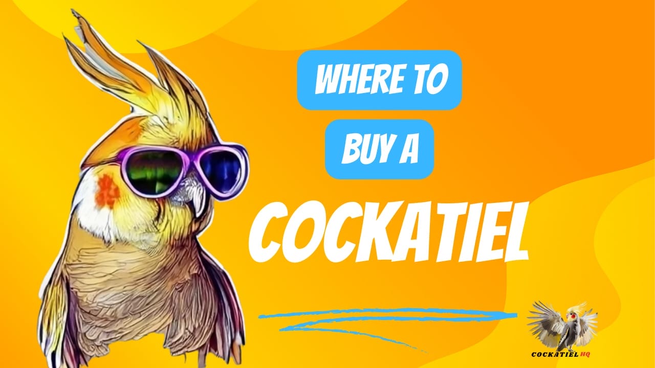 Where to Buy a Cockatiel