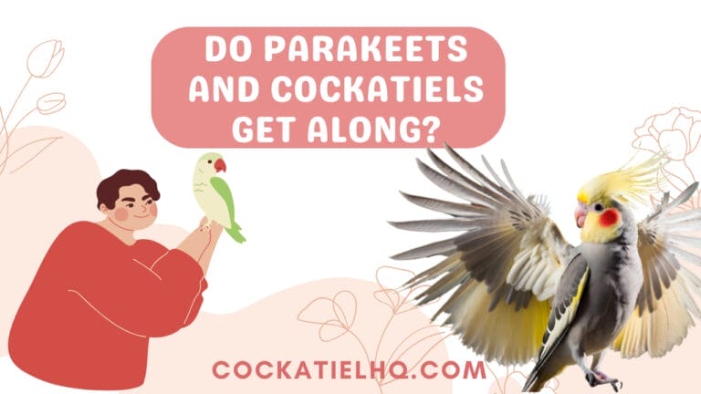 Do Parakeets and Cockatiels Get Along?