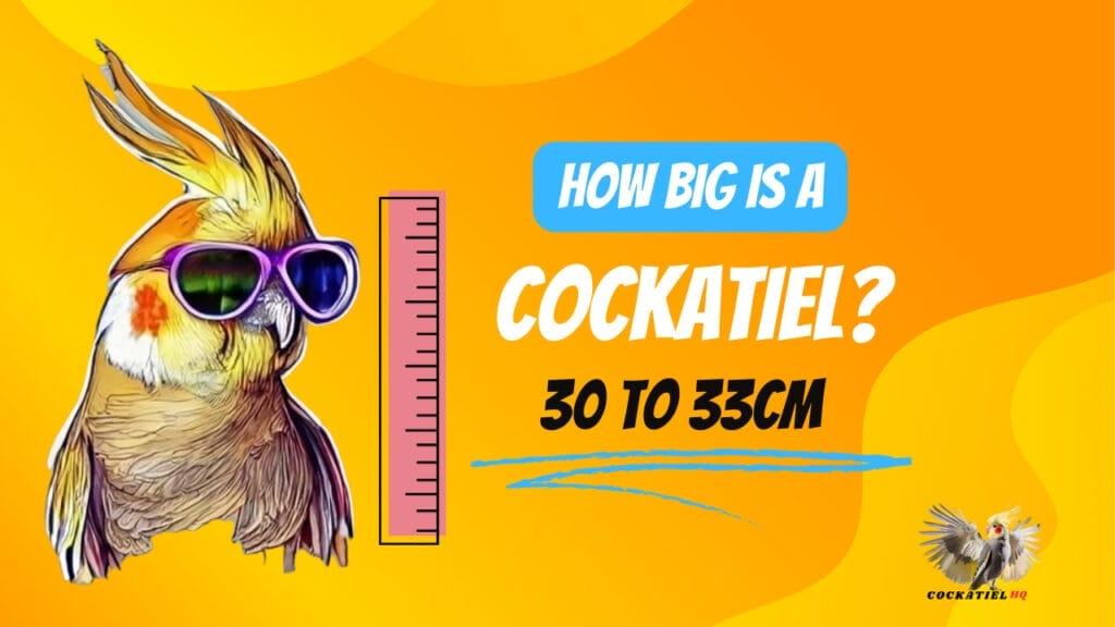 Cockatiel size