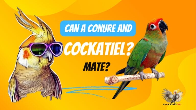 You Will Be Shocked! Can a Conure and Cockatiel Mate?