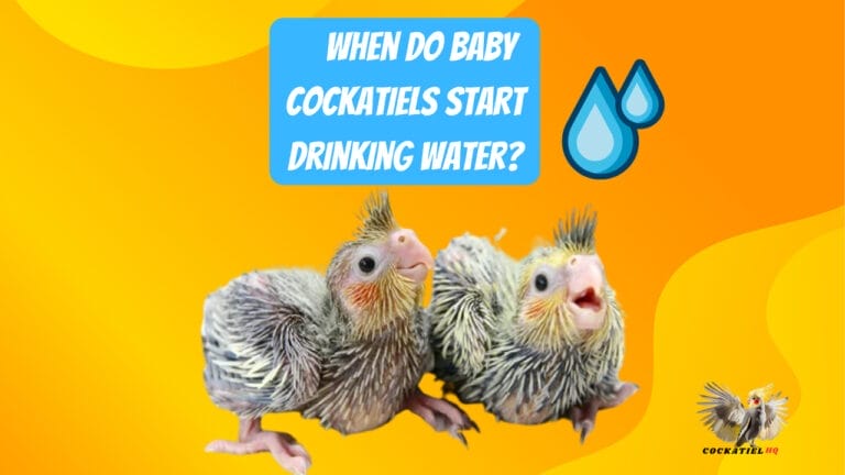 Uncovering the Journey: When Do Baby Cockatiels Start Drinking Water?