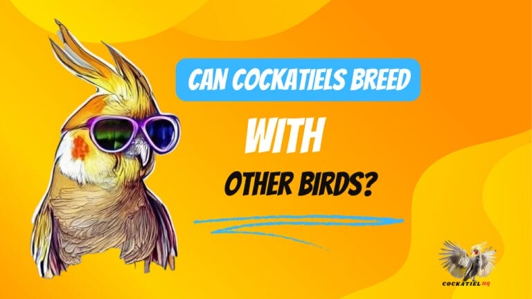 Intriguing Facts: Can Cockatiels Breed With Other Birds?
