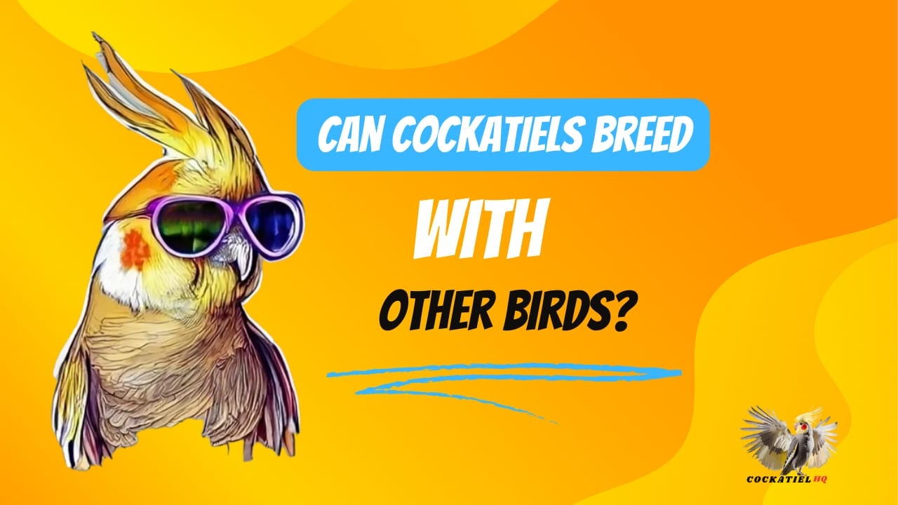 Can Cockatiels Breed With Other Birds