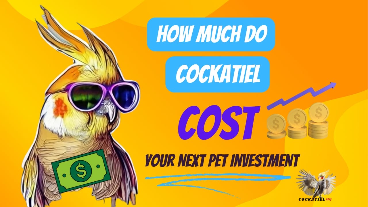 How Much do Cockatiels Cost