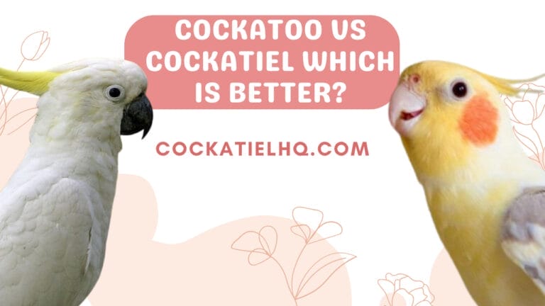 The Defining Guide to Cockatoo vs Cockatiel Which is Better?