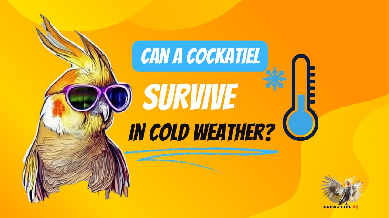 can a cockatiel survive in cold weather