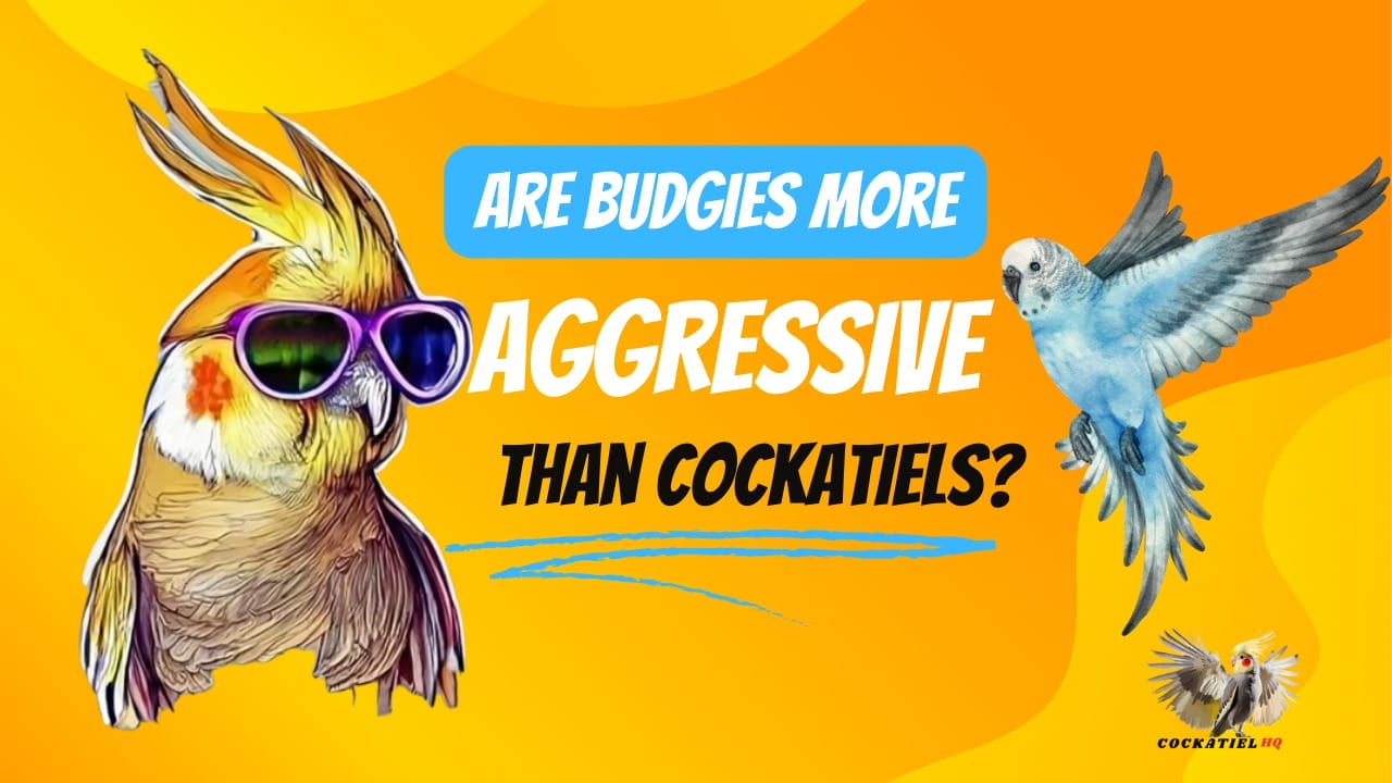 Are Budgies More Aggressive Than Cockatiels