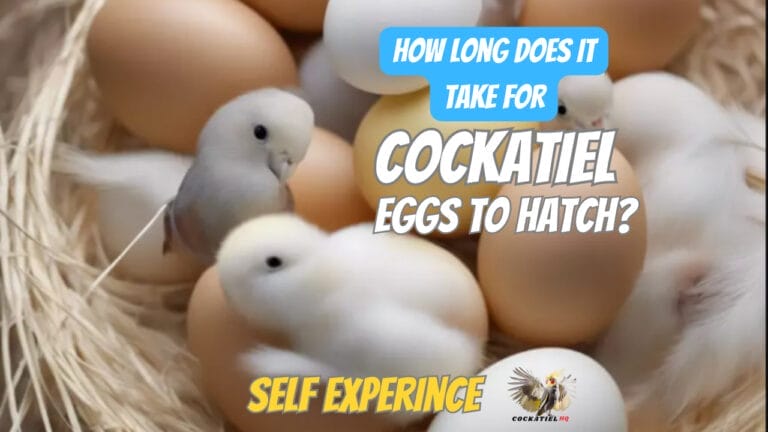 The Journey of Cockatiel Eggs: How Long Does It Take for Cockatiel Eggs to Hatch?