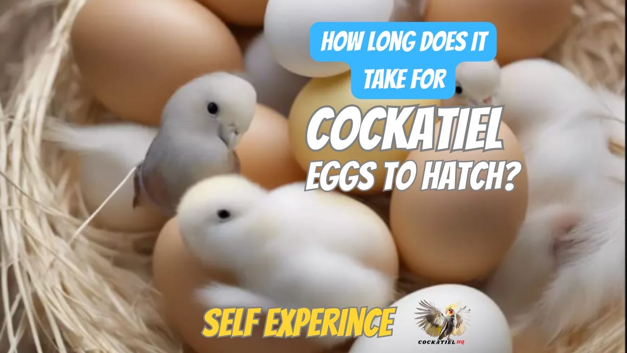 How Long Does It Take for Cockatiel Eggs to Hatch?