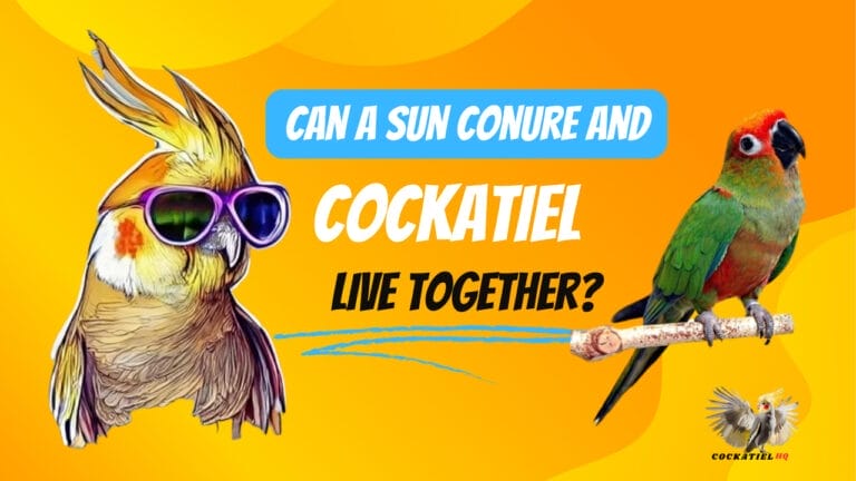 Unlikely Roommates: Can A Sun Conure And Cockatiel Live Together