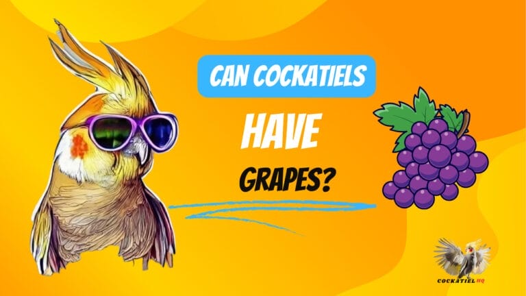 Can Cockatiels Have Grapes? Discover the Surprising Answer!