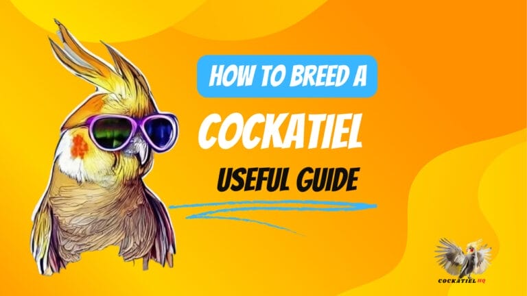 An Absolute Novice’s All-Inclusive Manual on How To Breed a Cockatiel