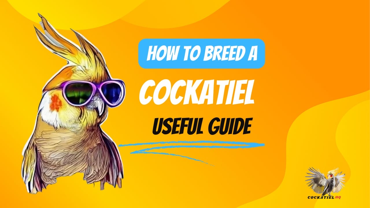 how to breed a cockatiel
