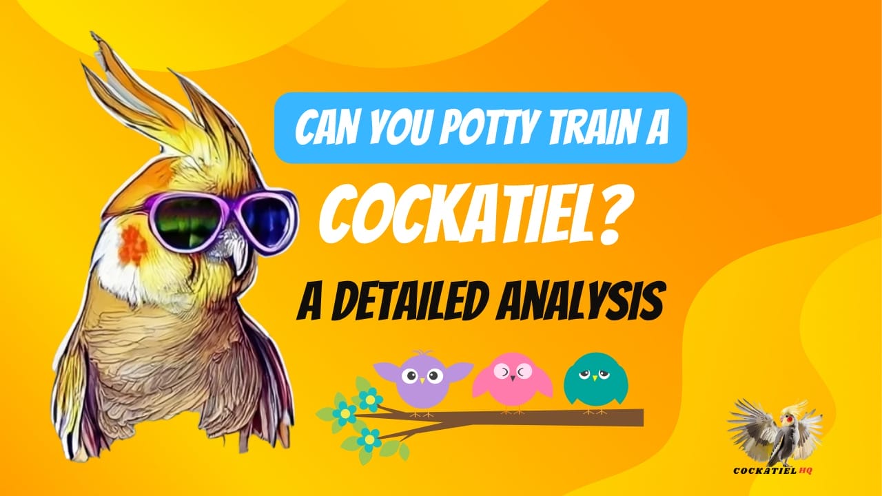 Can You Potty Train a Cockatiel