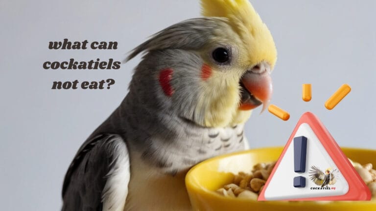 Beware Cockatiel Owners: What Can Cockatiels Not Eat