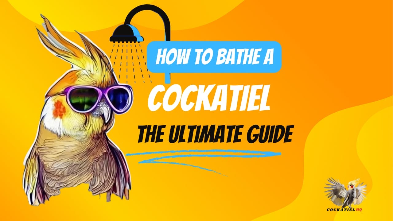 How to Bathe a Cockatiel