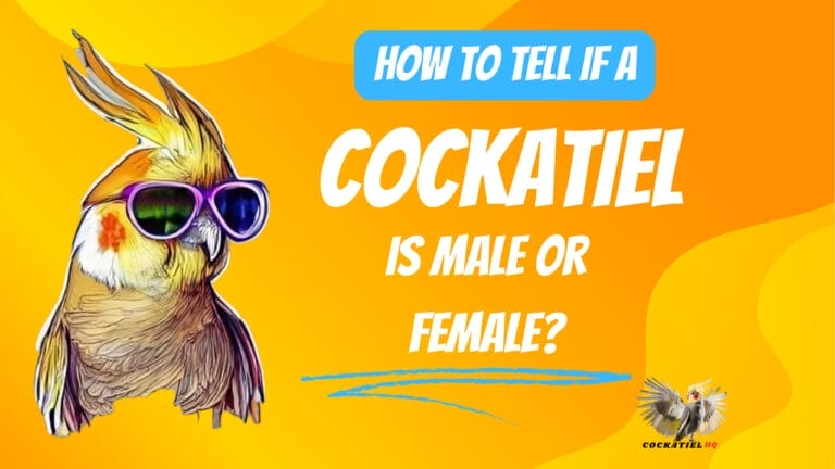How to Tell if a Cockatiel is Male or Female? Uncover the Mystery!