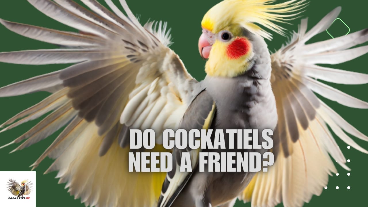 Do Cockatiels Need a Friend