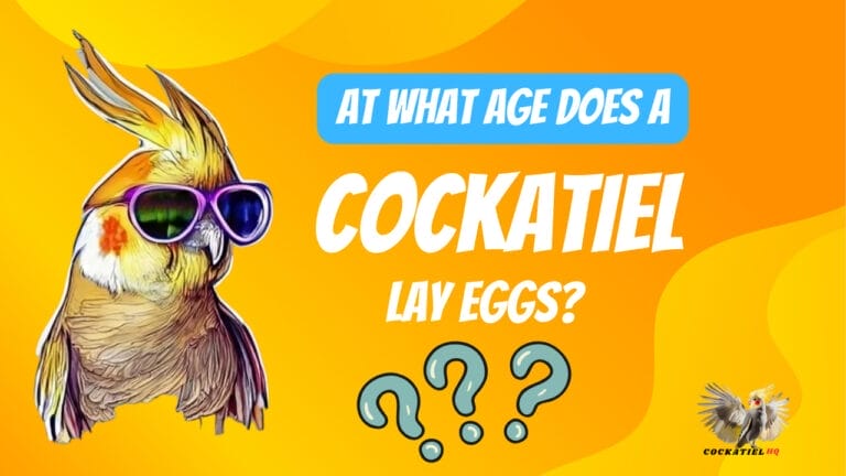 At What Age Does a Cockatiel Lay Eggs: A Pet Owner’s Must-Know Guide