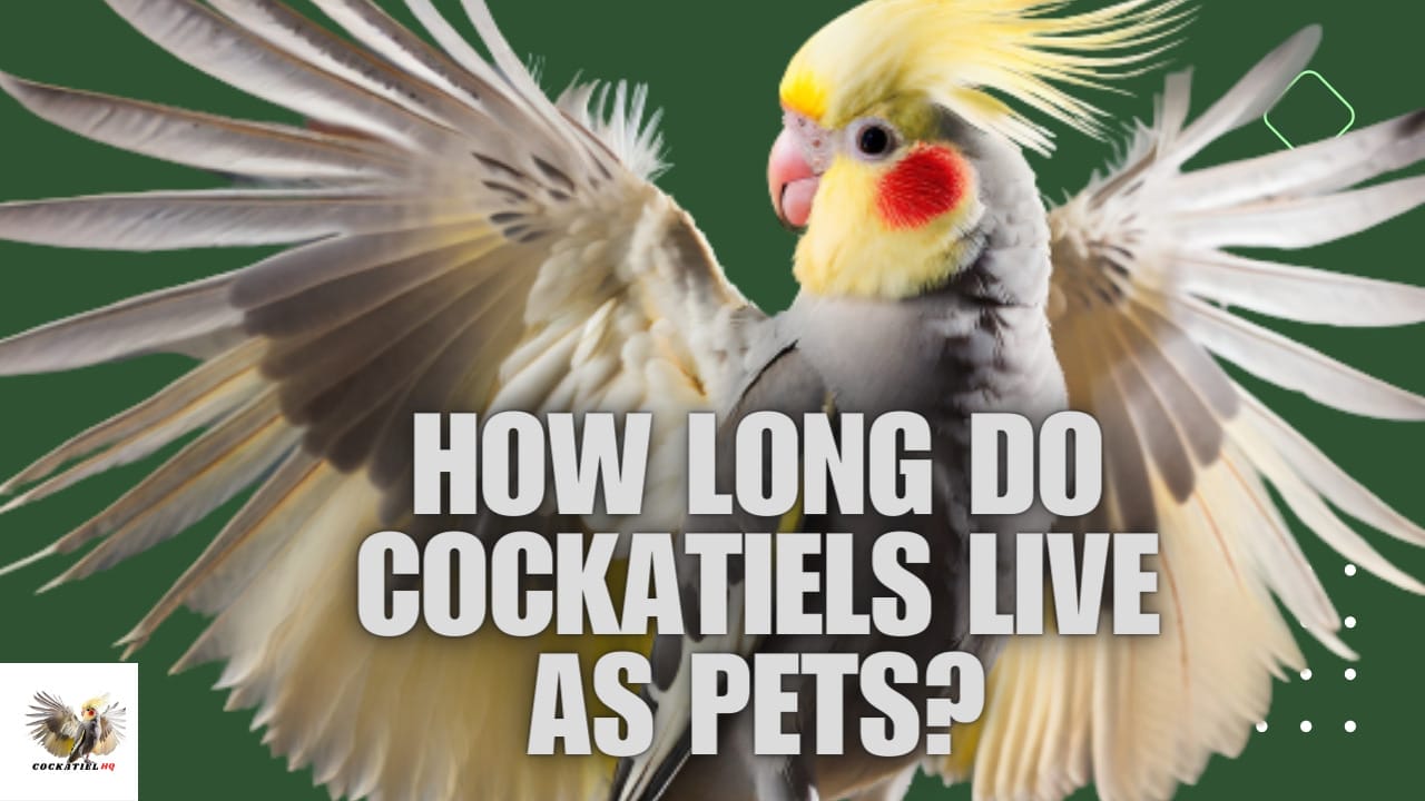 How Long Do Cockatiels Live as Pets