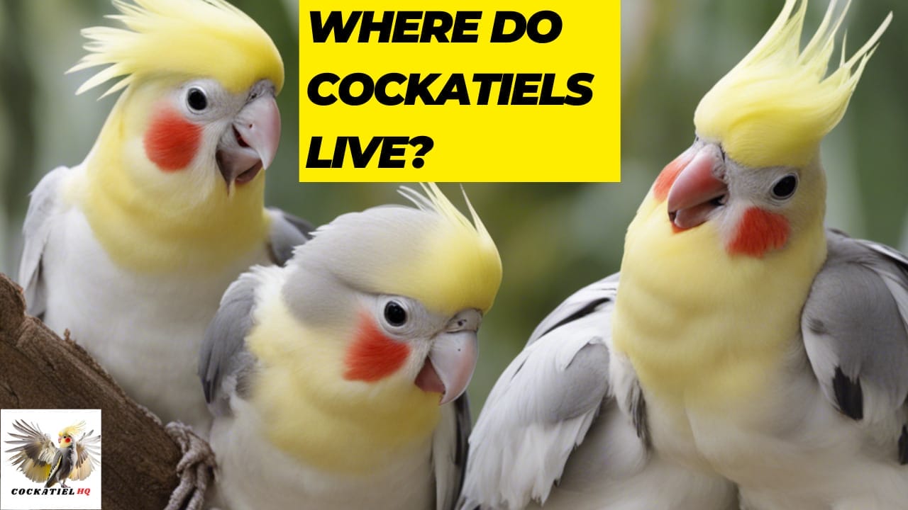 where do cockatiels live