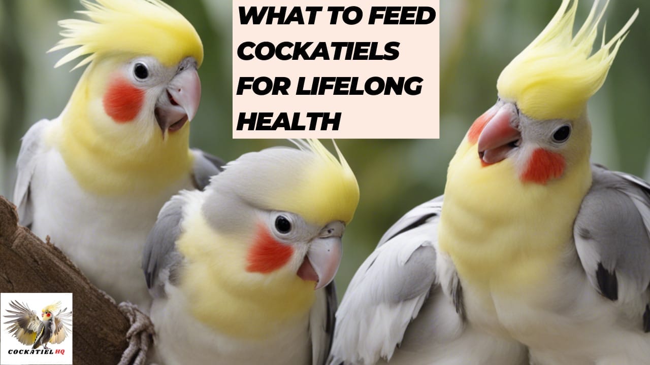 What to Feed Cockatiels for Lifelong Health