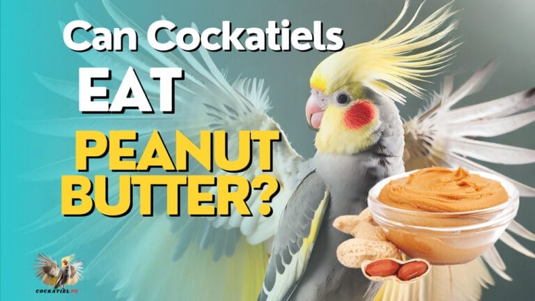 Can Cockatiels Eat Peanut Butter? The Unexpected Truth