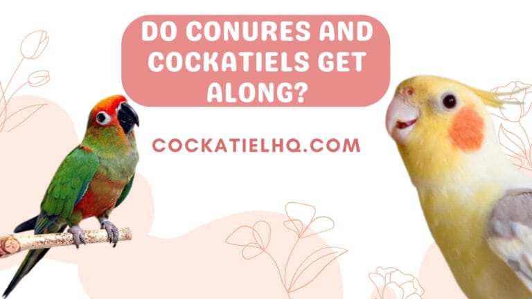 The Surprise Household Match: Do Conures and Cockatiels Get Along?