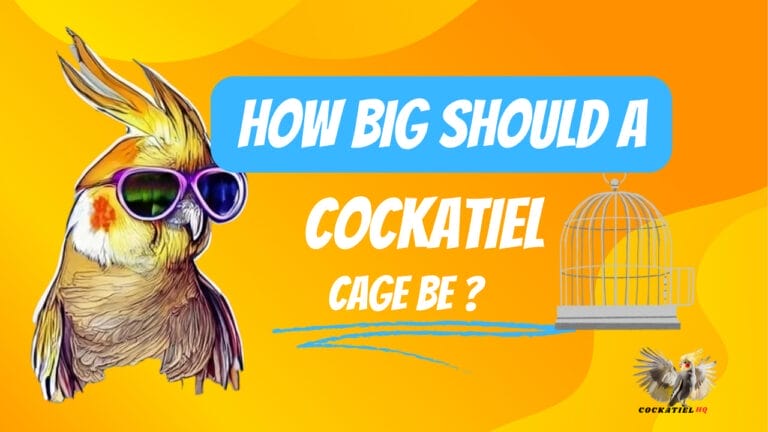 The Essential Guide: How Big Should a Cockatiel Cage Be for Ultimate Comfort?