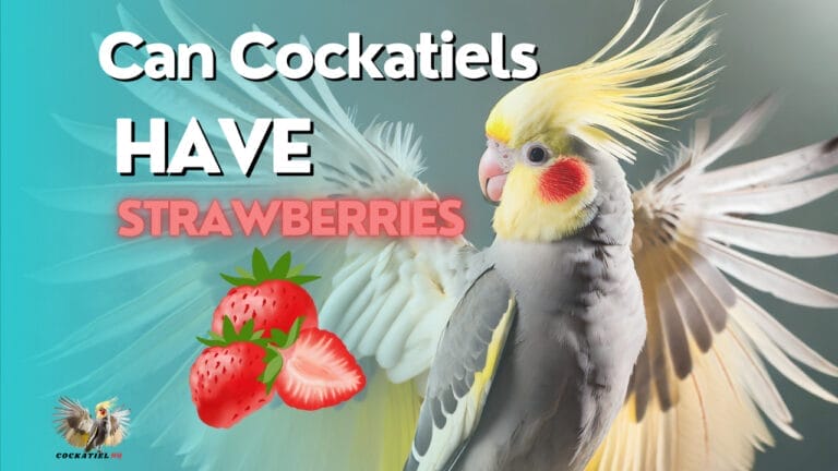 Can Cockatiels have Strawberries? Debunking the Myth
