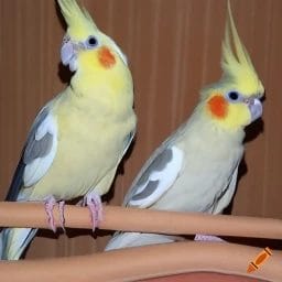 How to Introduce Two Female Cockatiels to One Another