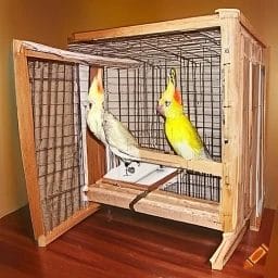 Can 2 Female Cockatiels Be In The Same Cage