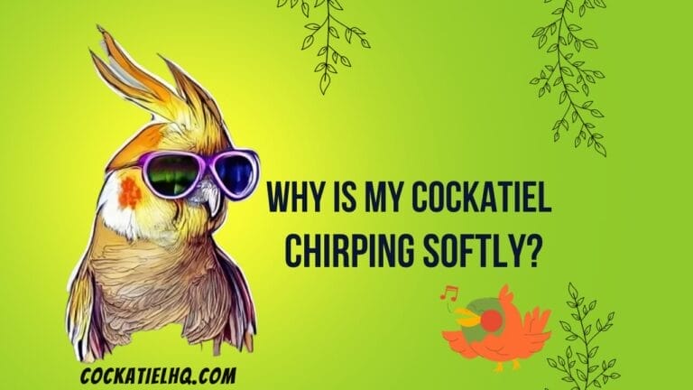 Why Is My Cockatiel Chirping Softly & What Does It Mean? An Expert Guide